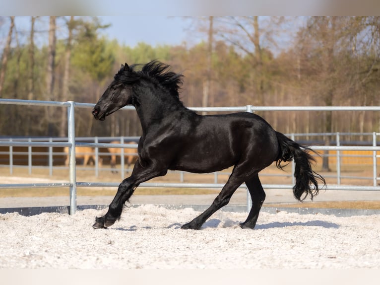 Fries paard Merrie 2 Jaar 170 cm Zwart in Przedbórz