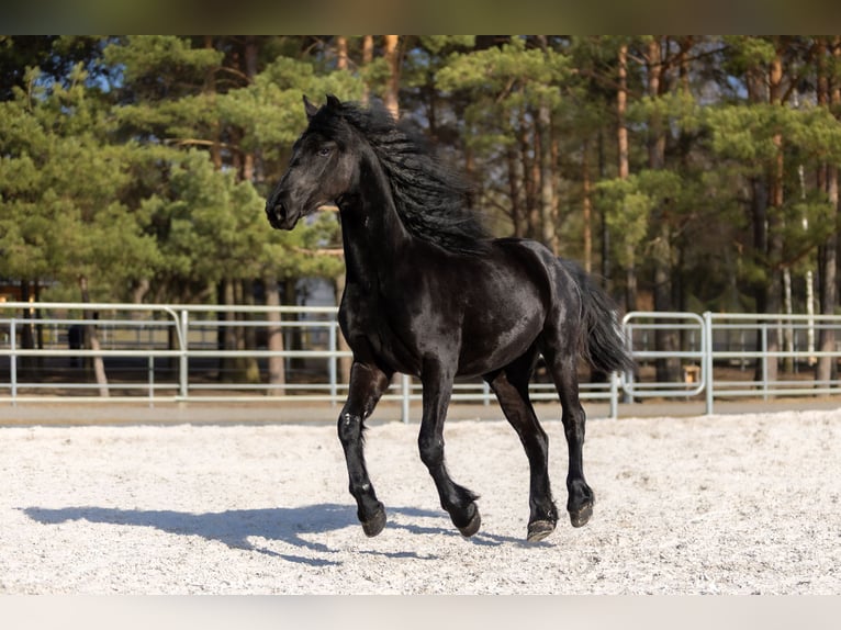 Fries paard Merrie 2 Jaar 170 cm Zwart in Przedbórz