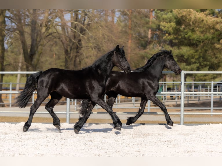 Fries paard Merrie 2 Jaar 170 cm Zwart in Przedbórz