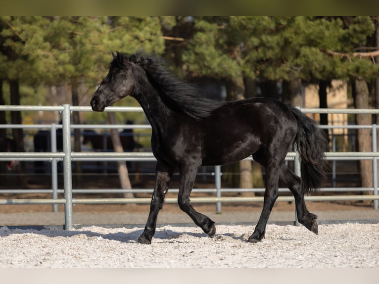 Fries paard Merrie 2 Jaar 170 cm Zwart in Przedbórz