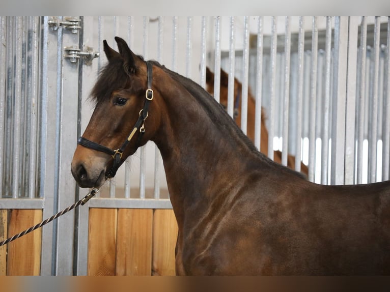 Fries paard Mix Merrie 2 Jaar 171 cm Donkerbruin in Belgern