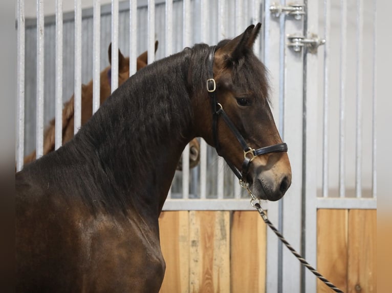 Fries paard Mix Merrie 2 Jaar 171 cm Donkerbruin in Belgern