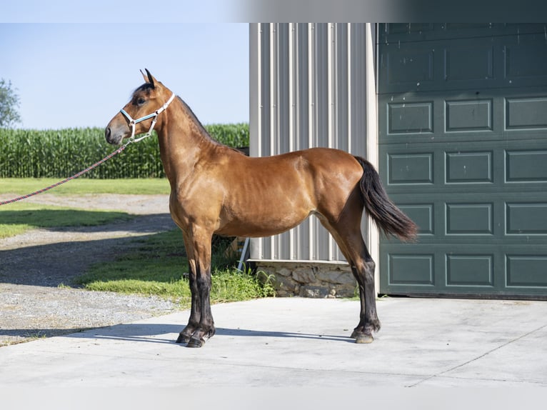 Fries paard Merrie 2 Jaar in Narvon