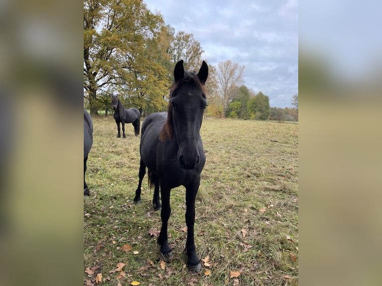 Fries paard Merrie 2 Jaar Zwart in Schraden