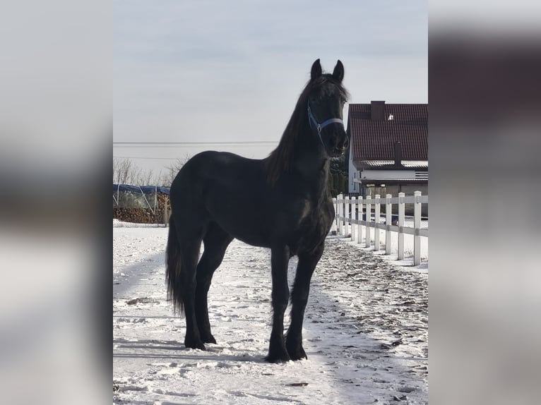 Fries paard Merrie 2 Jaar Zwart in Poświętne