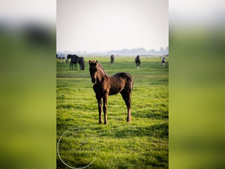 Fries paard Merrie 2 Jaar Zwart in Tzummarum