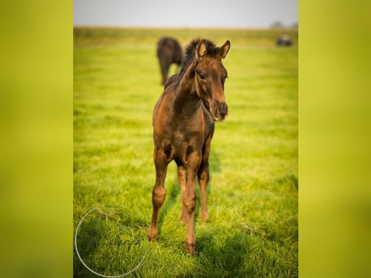 Fries paard Merrie 2 Jaar Zwart in Tzummarum