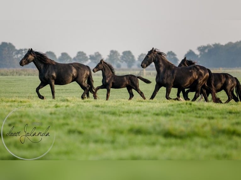 Fries paard Merrie 2 Jaar Zwart in Tzummarum