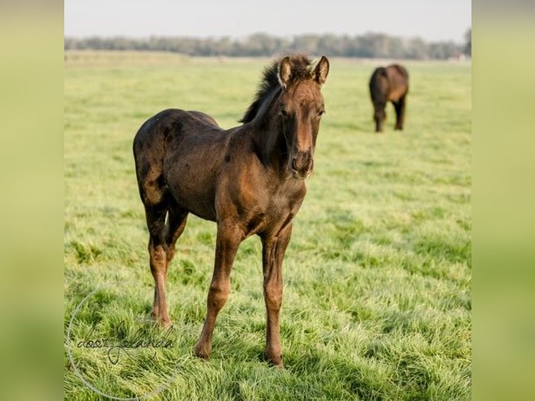 Fries paard Merrie 2 Jaar Zwart in Tzummarum