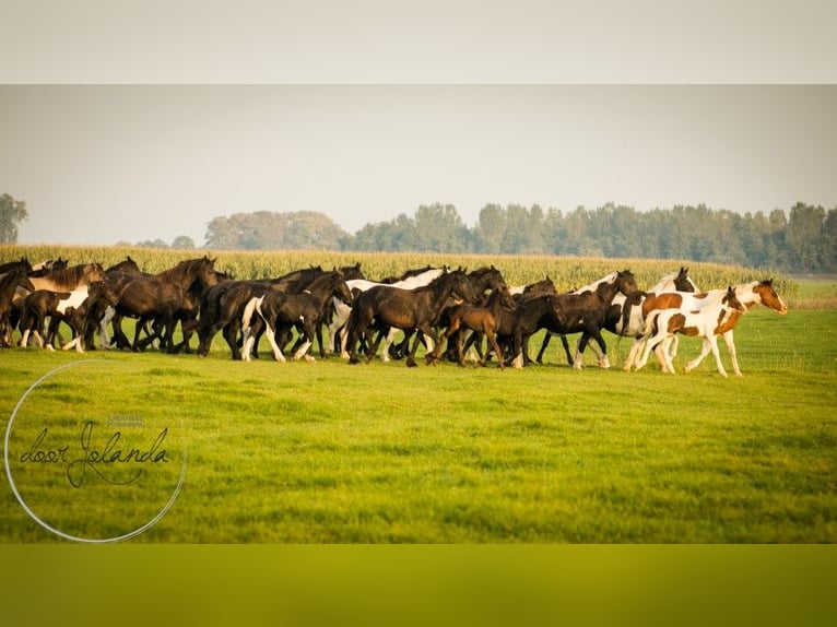 Fries paard Merrie 2 Jaar Zwart in Tzummarum