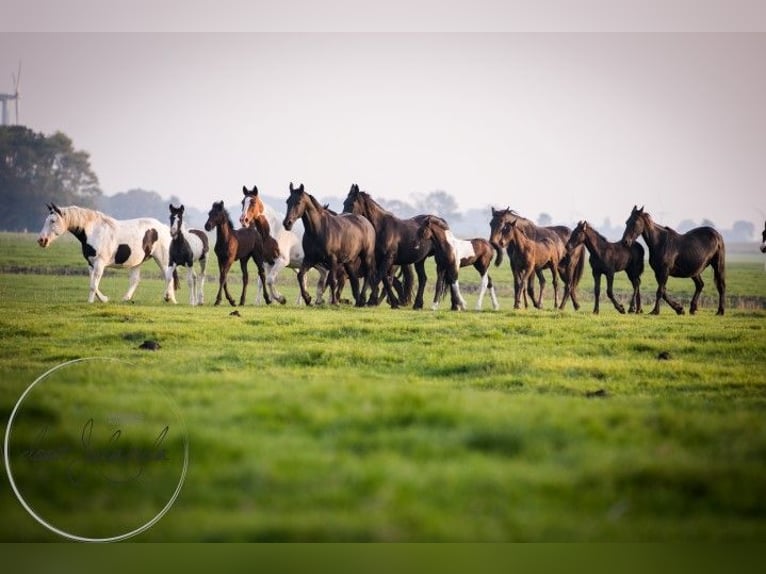 Fries paard Merrie 2 Jaar Zwart in Tzummarum