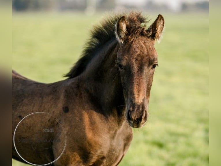 Fries paard Merrie 2 Jaar Zwart in Tzummarum