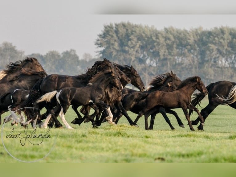 Fries paard Merrie 2 Jaar Zwart in Tzummarum