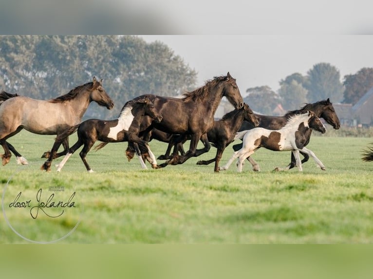 Fries paard Merrie 2 Jaar Zwart in Tzummarum