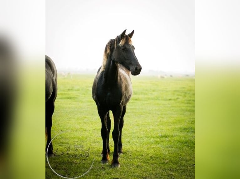 Fries paard Merrie 2 Jaar Zwart in Tzummarum