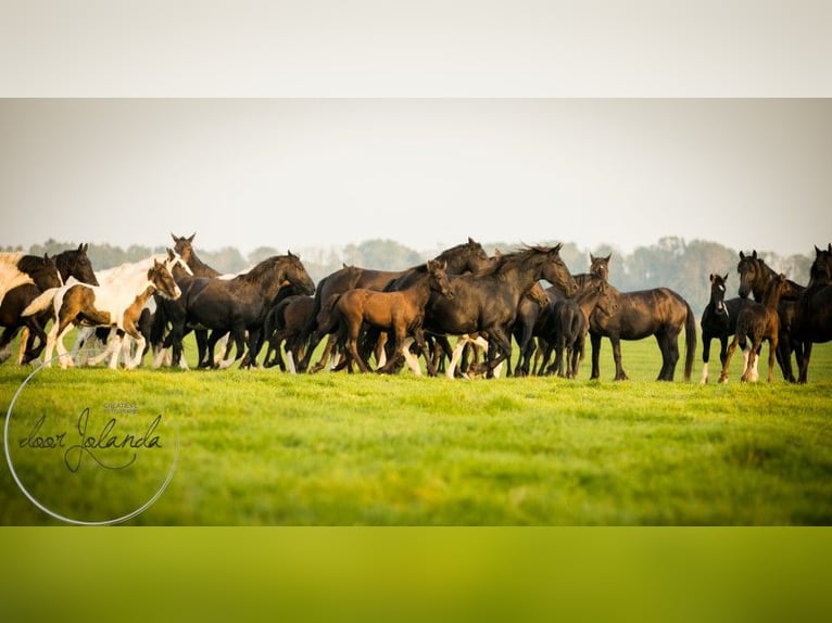 Fries paard Merrie 2 Jaar Zwart in Tzummarum