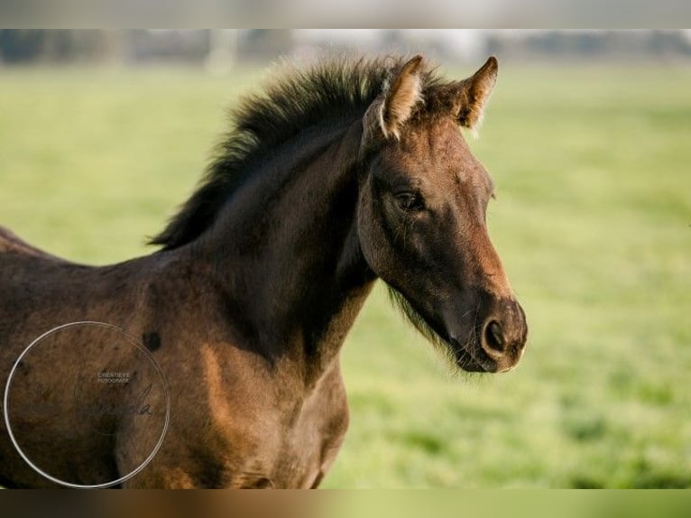 Fries paard Merrie 2 Jaar Zwart in Tzummarum