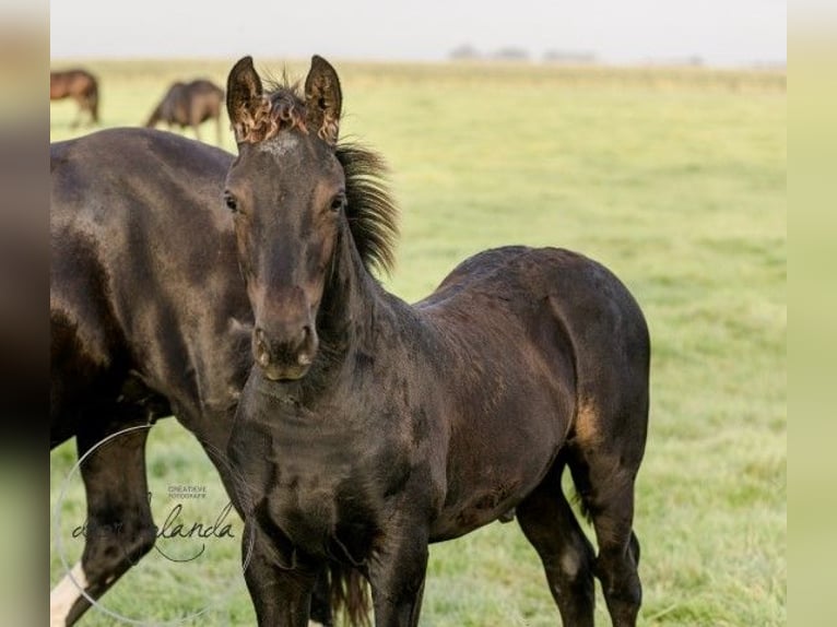 Fries paard Merrie 2 Jaar Zwart in Tzummarum