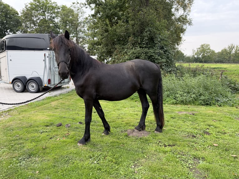 Fries paard Merrie 2 Jaar Zwart in Osten
