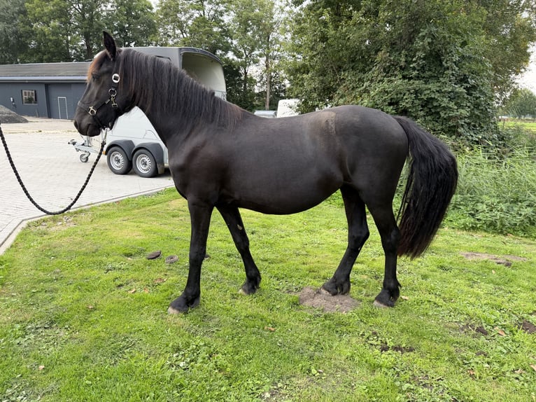 Fries paard Merrie 2 Jaar Zwart in Osten