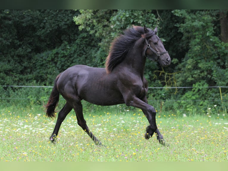 Fries paard Merrie 2 Jaar Zwart in Protivin