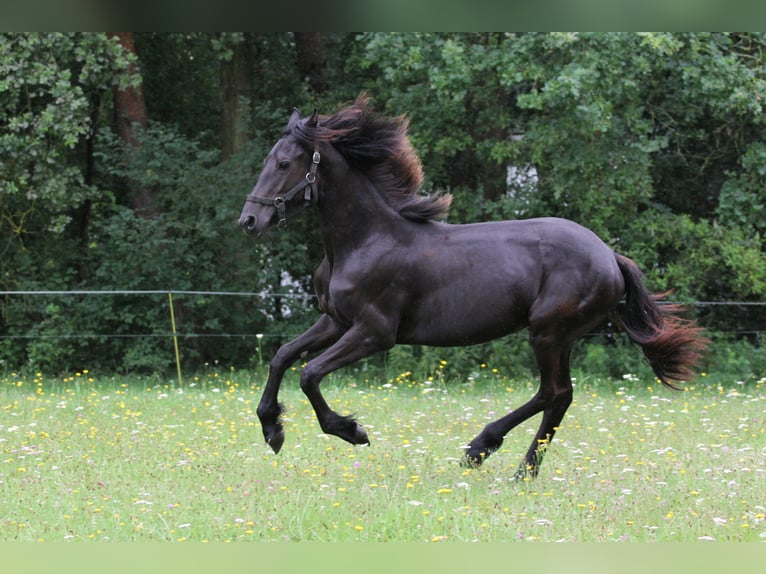 Fries paard Merrie 2 Jaar Zwart in Protivin