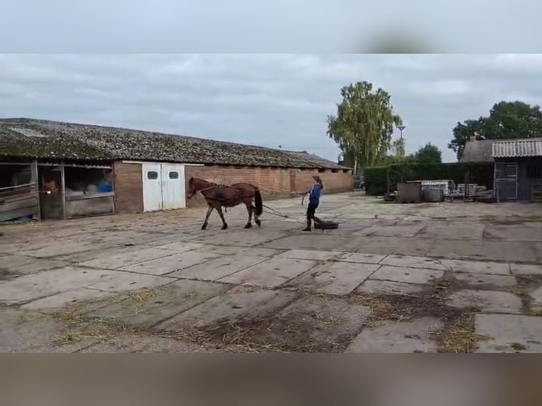 Fries paard Mix Merrie 3 Jaar 143 cm Donkerbruin in Budel