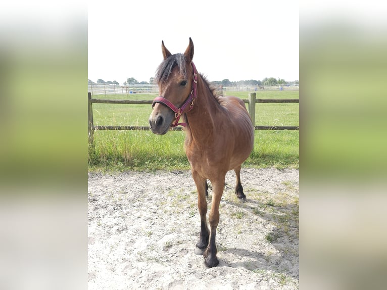 Fries paard Mix Merrie 3 Jaar 143 cm Donkerbruin in Budel