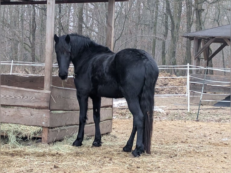 Fries paard Merrie 3 Jaar 150 cm Zwart in Moritzburg