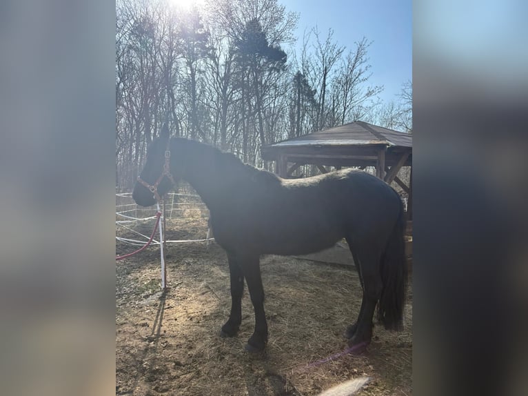 Fries paard Merrie 3 Jaar 150 cm Zwart in Moritzburg