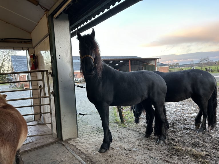 Fries paard Merrie 3 Jaar 150 cm Zwart in Lemelerveld