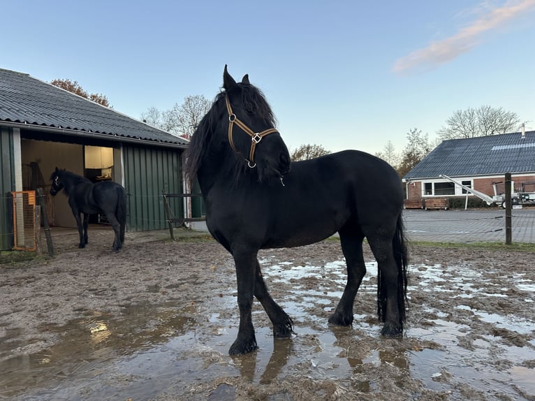 Fries paard Merrie 3 Jaar 150 cm Zwart in Lemelerveld