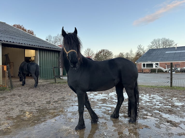 Fries paard Merrie 3 Jaar 150 cm Zwart in Lemelerveld