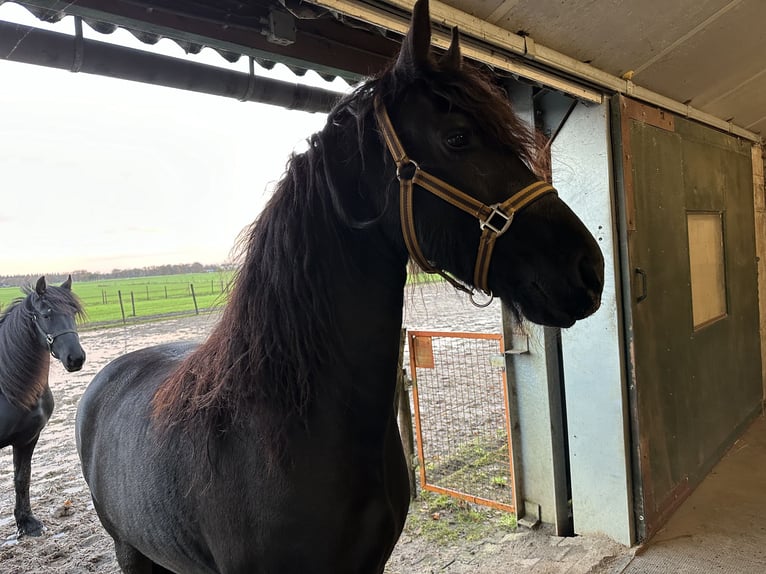 Fries paard Merrie 3 Jaar 150 cm Zwart in Lemelerveld