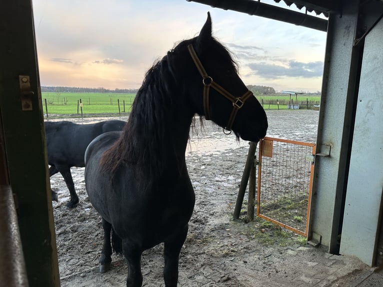 Fries paard Merrie 3 Jaar 150 cm Zwart in Lemelerveld