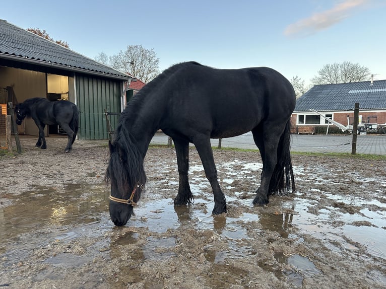 Fries paard Merrie 3 Jaar 150 cm Zwart in Lemelerveld