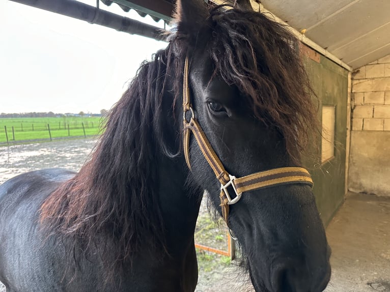 Fries paard Merrie 3 Jaar 150 cm Zwart in Lemelerveld