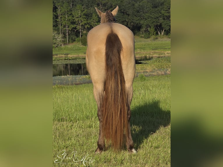 Fries paard Mix Merrie 3 Jaar 152 cm Champagne in Weirsdale