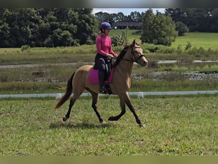 Fries paard Mix Merrie 3 Jaar 152 cm Champagne in Weirsdale