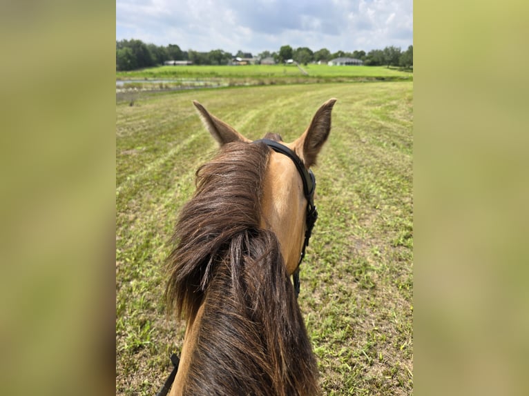 Fries paard Mix Merrie 3 Jaar 152 cm Champagne in Weirsdale