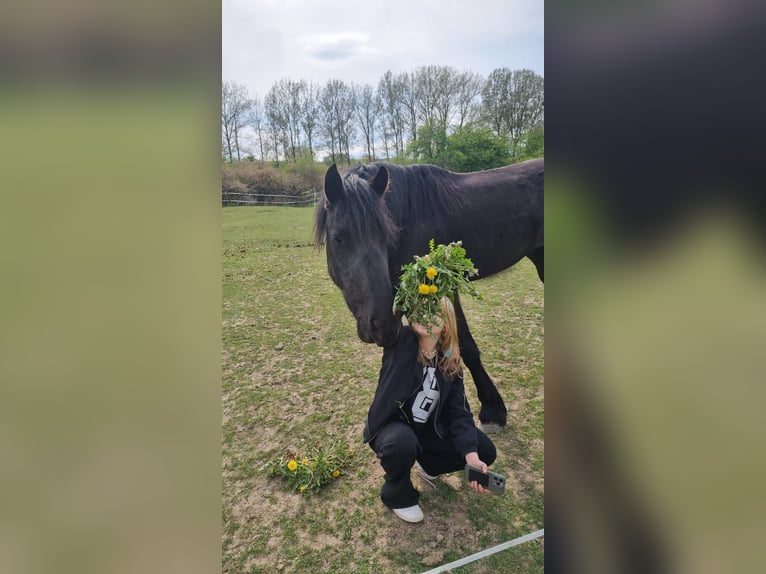 Fries paard Merrie 3 Jaar 154 cm Zwart in Unstrut-Hainich