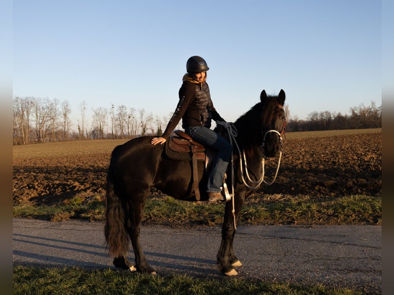 Fries paard Merrie 3 Jaar 155 cm Zwart in Kappelen