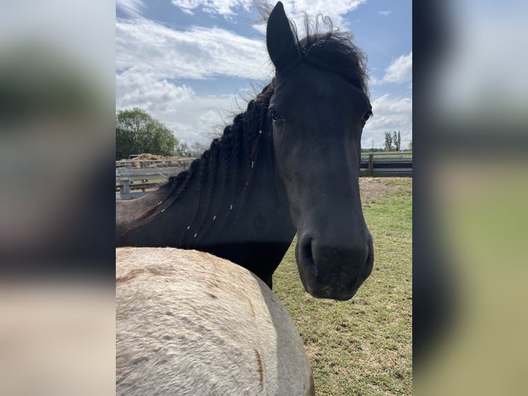 Fries paard Merrie 3 Jaar 155 cm Zwart in Kappelen