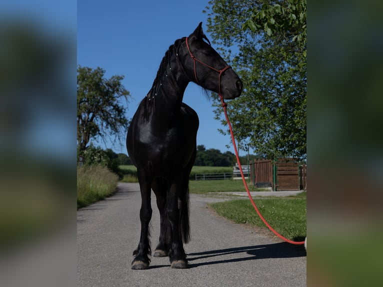 Fries paard Merrie 3 Jaar 155 cm Zwart in Kappelen