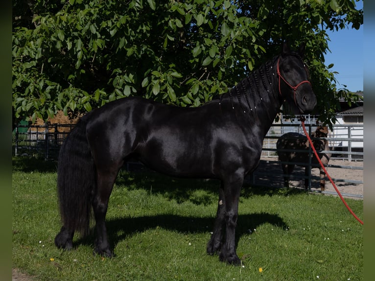 Fries paard Merrie 3 Jaar 155 cm Zwart in Kappelen