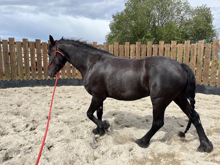 Fries paard Merrie 3 Jaar 155 cm Zwart in Kappelen