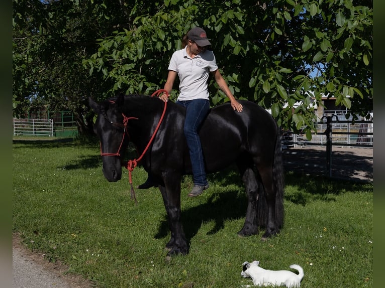 Fries paard Merrie 3 Jaar 155 cm Zwart in Kappelen