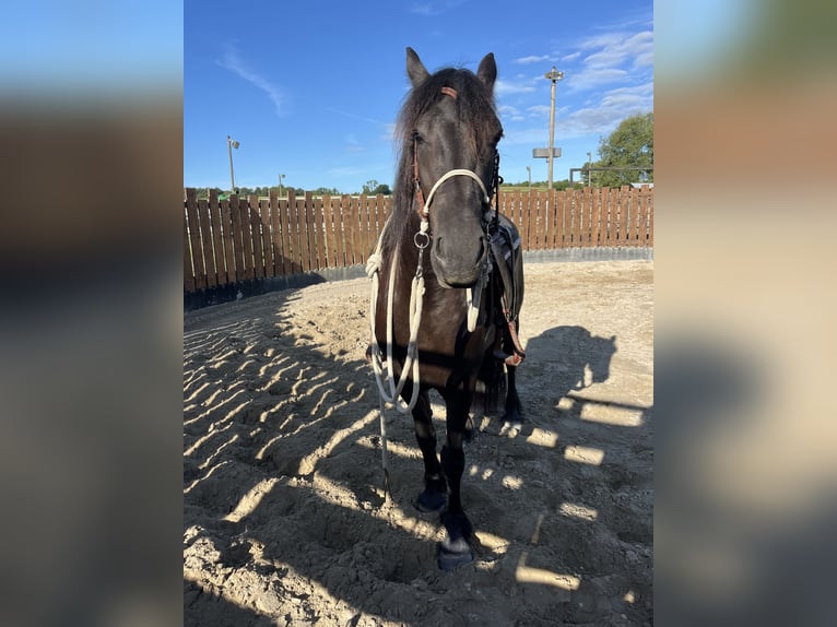Fries paard Merrie 3 Jaar 155 cm Zwart in Kappelen