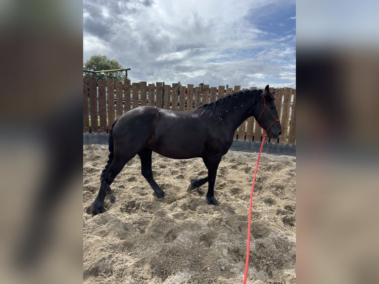 Fries paard Merrie 3 Jaar 155 cm Zwart in Kappelen