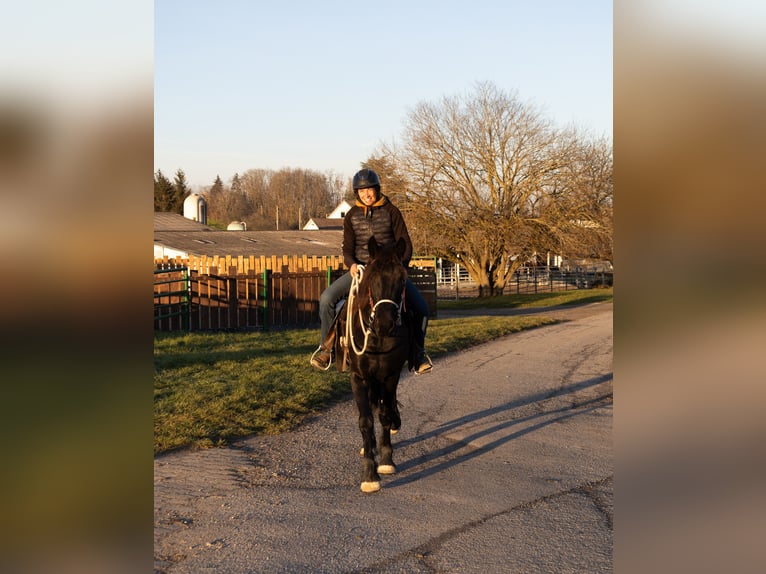 Fries paard Merrie 3 Jaar 155 cm Zwart in Kappelen